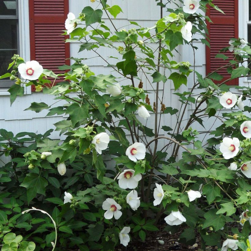 Hibiscus paramutabilis  (Flowering)