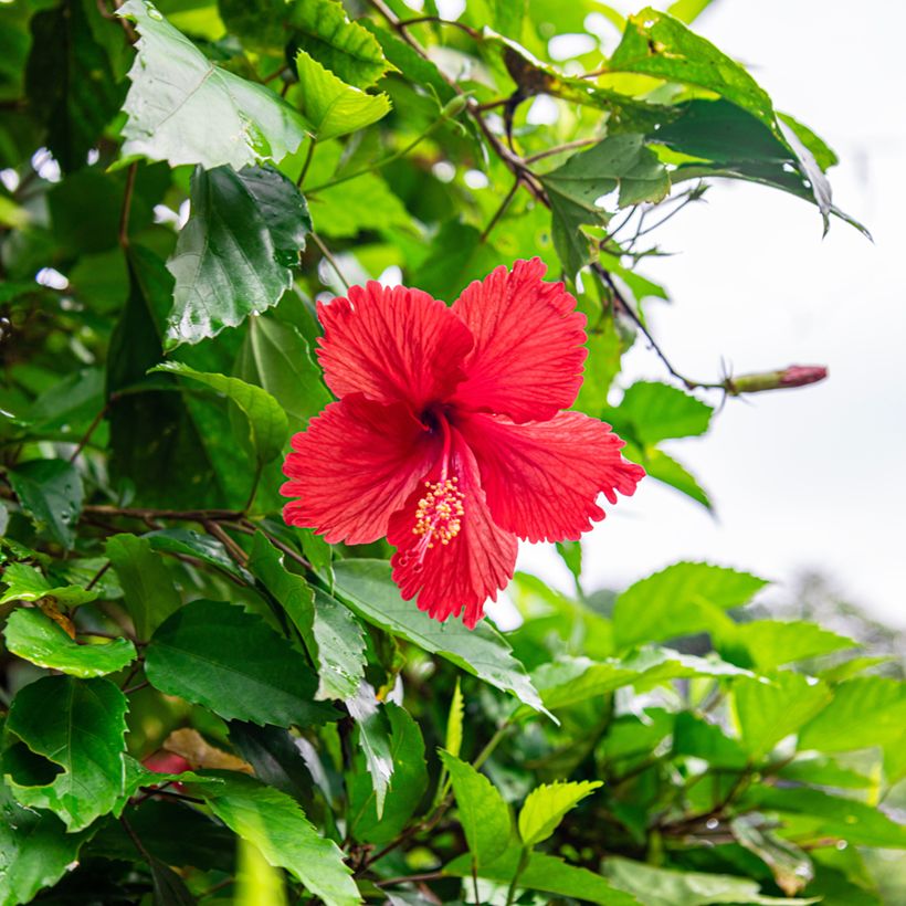 Hibiscus rosa-sinensis - Rose de Chine (Flowering)