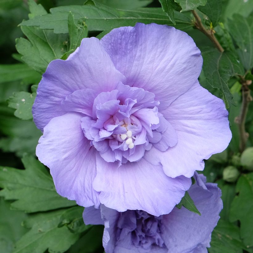 Hibiscus syriacus Blue Chiffon - Althea bleu double (Flowering)