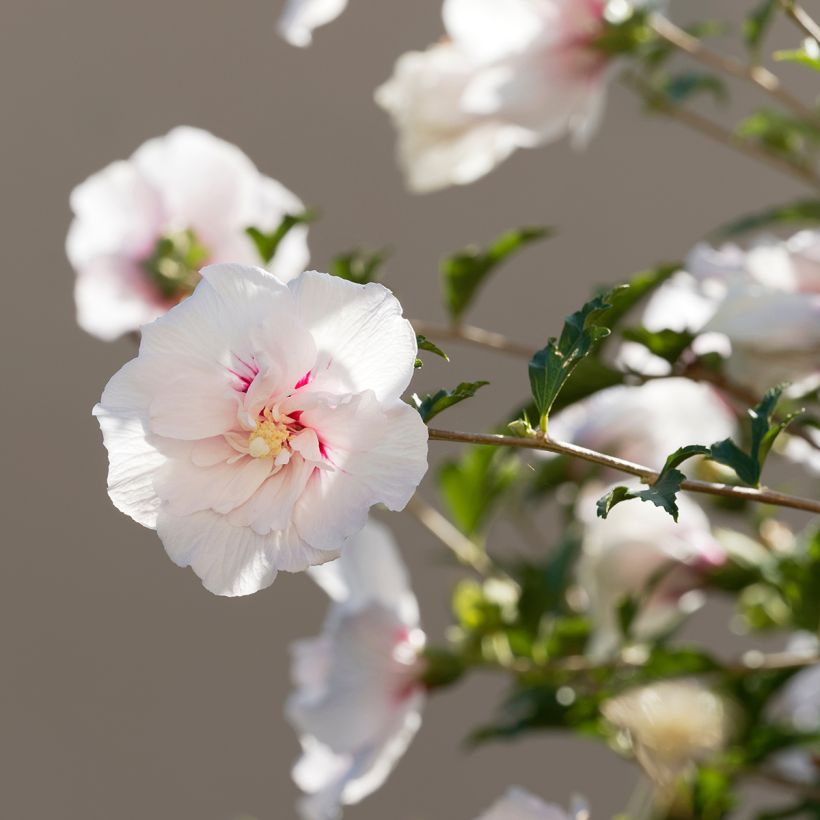 Hibiscus syriacus China Chiffon - Althéa blanc (Flowering)