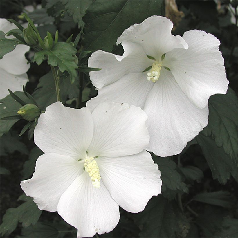 Hibiscus syriacus Eléonore - Althéa simple, blanc pur (Flowering)