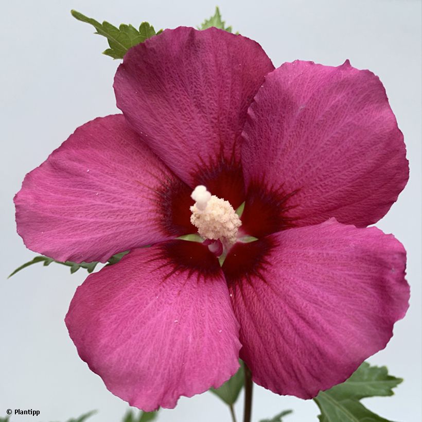 Hibiscus syriacus Flower Tower Ruby - Althea (Flowering)