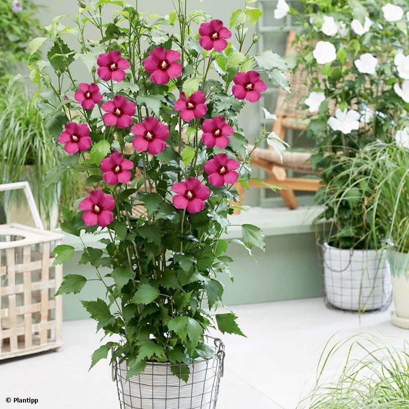 Hibiscus syriacus Flower Tower Ruby - Althea (Plant habit)