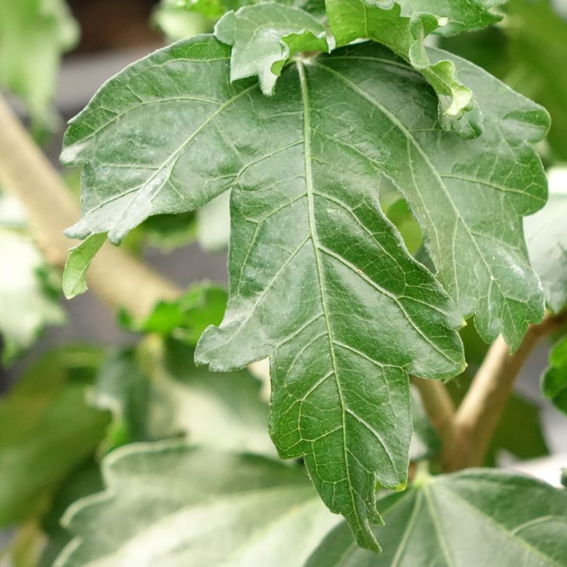 Hibiscus syriacus Hibisa Cocktail - Althéa (Foliage)