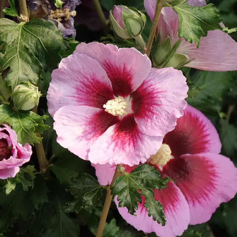 Hibiscus syriacus Hibisa Cocktail - Althéa (Flowering)