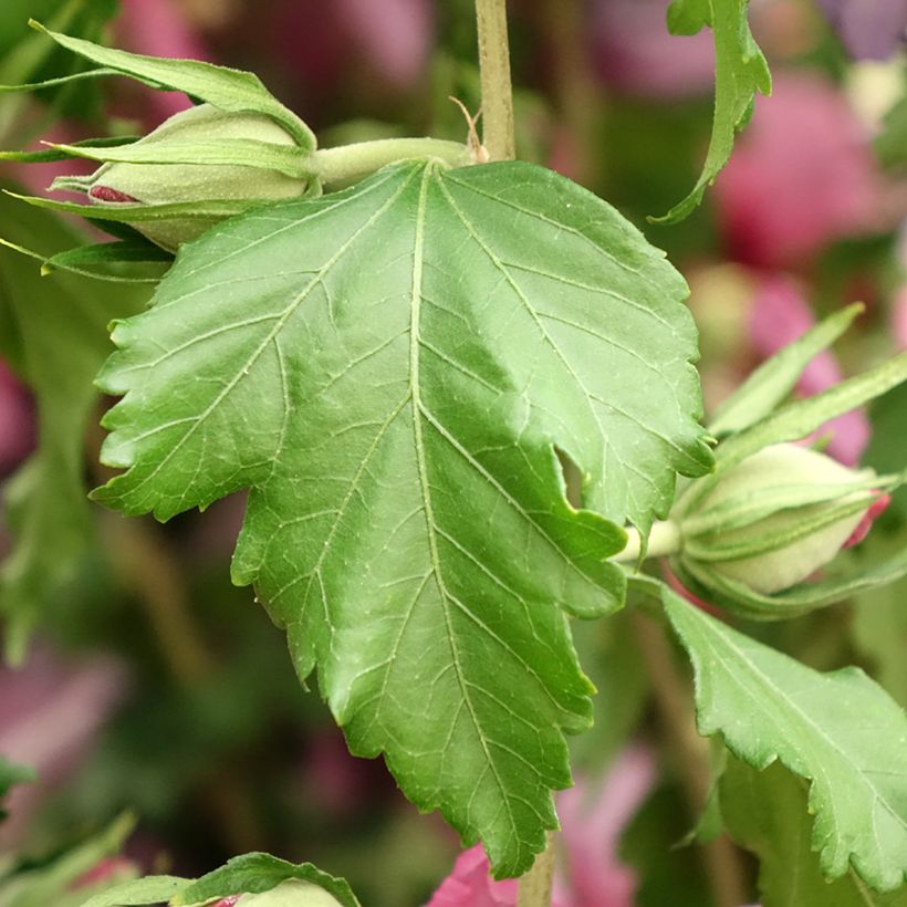 Hibiscus syriacus Hibisa Rosada - Althéa (Foliage)
