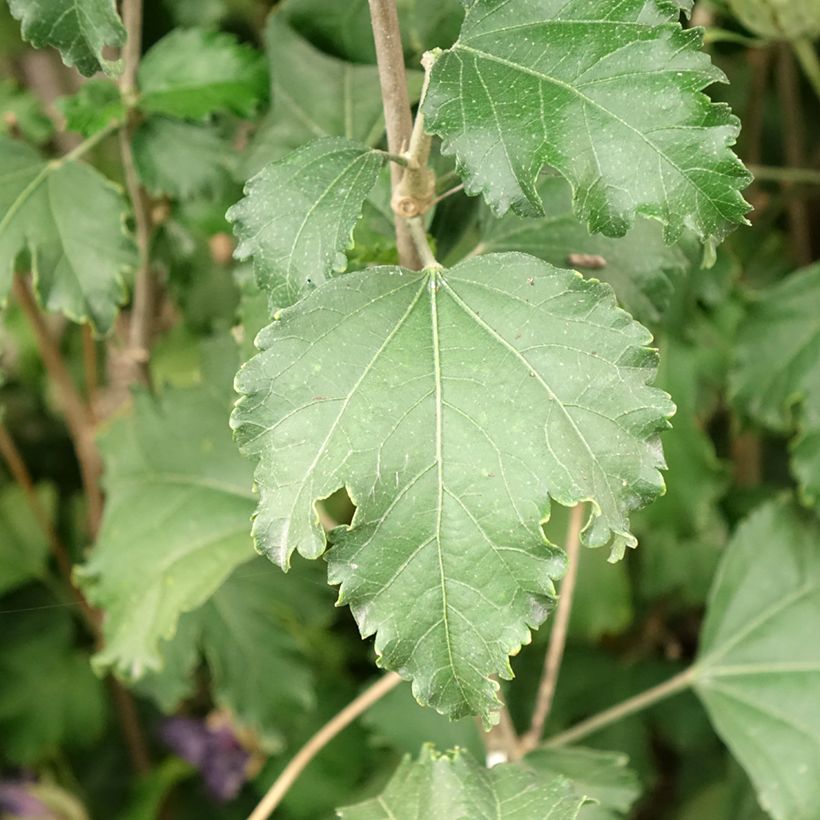 Hibiscus syriacus Hibisa Sangria - Althéa (Foliage)