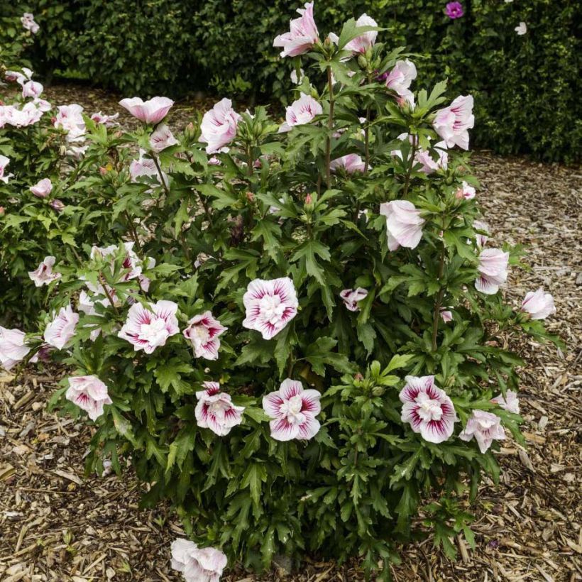 Hibiscus syriacus Starburst Chiffon - Althéa  (Plant habit)