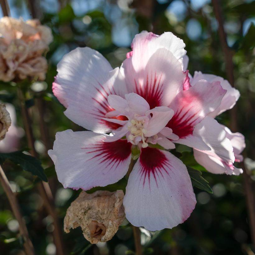 Hibiscus syriacus Starburst Chiffon - Althéa  (Flowering)