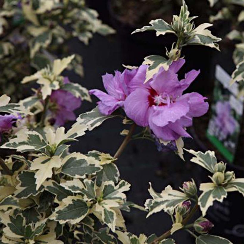 Hibiscus syriacus Summer Ruffle - Althea panaché, semi-double, mauve-rose. (Flowering)