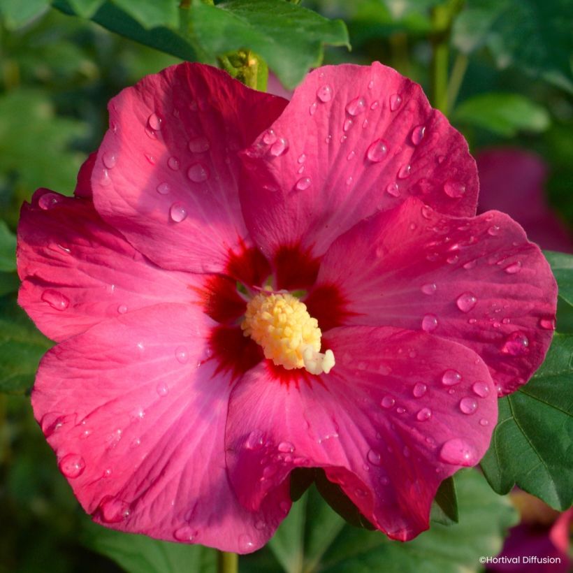 Hibiscus syriacus Sup’Bridge - Althéa (Flowering)