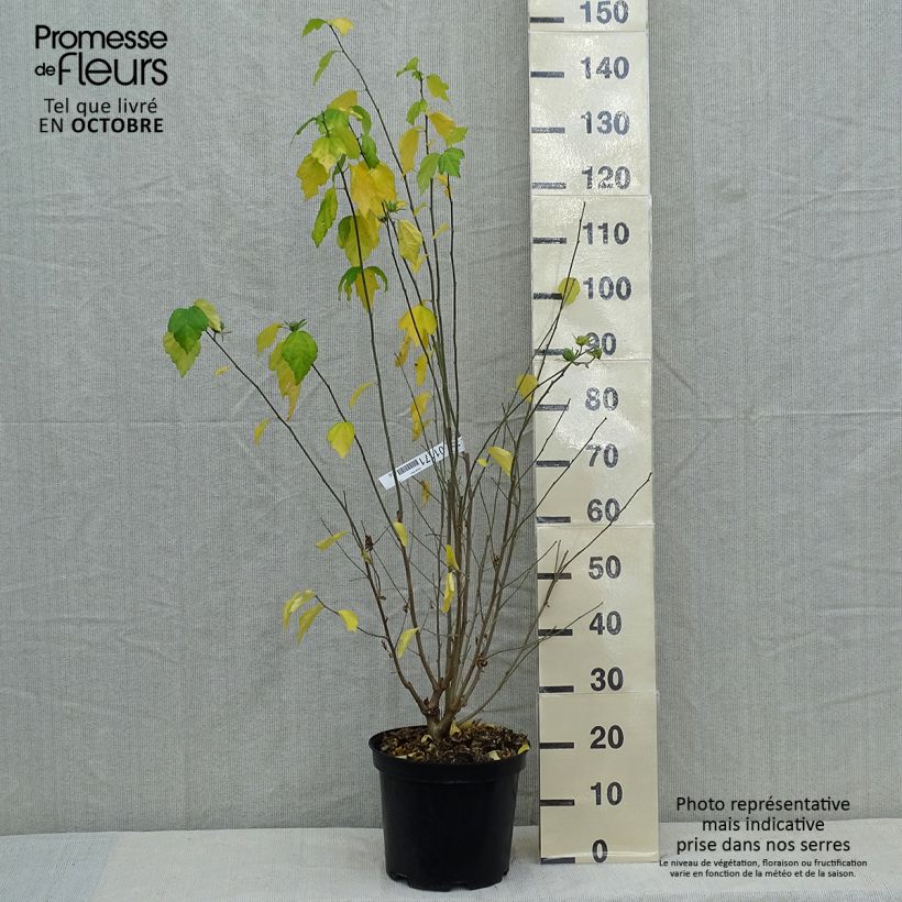 Example of Hibiscus syriacus Ultramarine - Althéa bleu Pot de 7,5L/10L as you get in automne