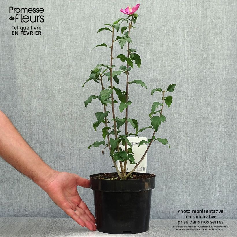 Example of Hibiscus syriacus Woodbridge  Pot de 2L/3L as you get in automne