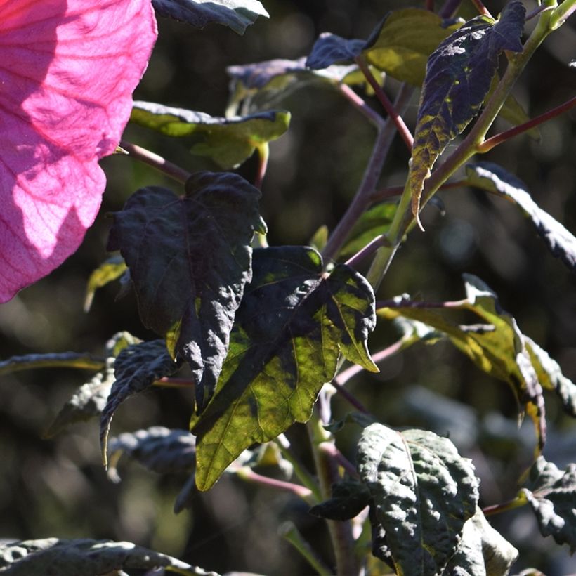 Hibiscus moscheutos Summerific Berry Awesome - Hibiscus des marais  (Foliage)