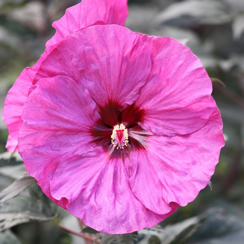 Hibiscus moscheutos Summerific Berry Awesome - Hibiscus des marais  (Flowering)