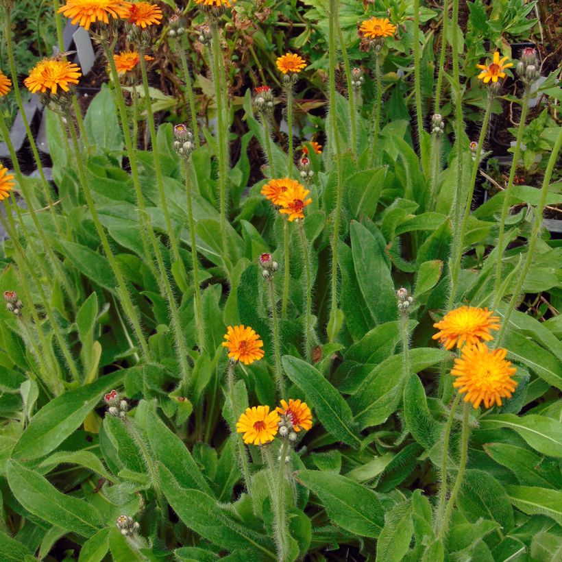 Hieracium aurantiacum - Epervière (Plant habit)