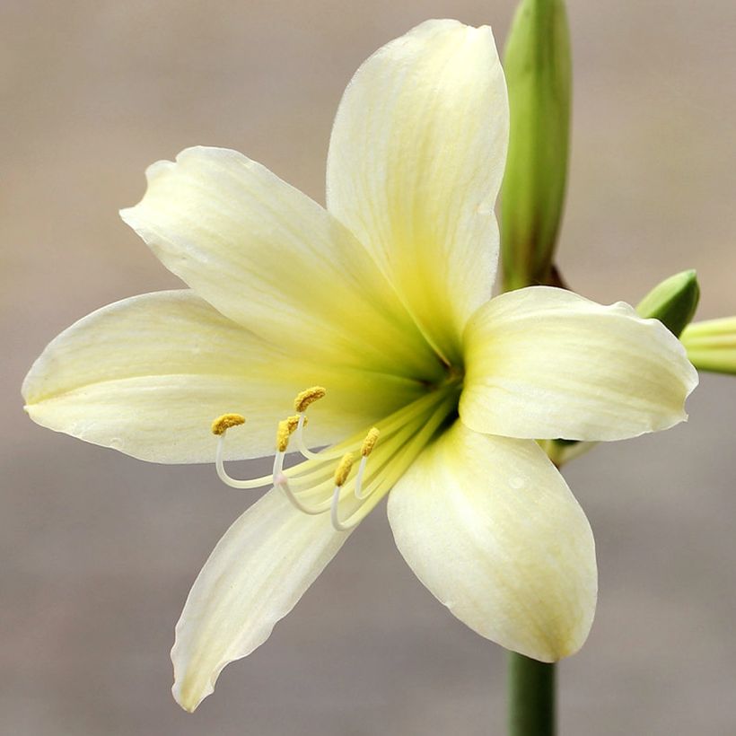 Amaryllis sonatini Marrakech - Hippeastrum de jardin (Flowering)