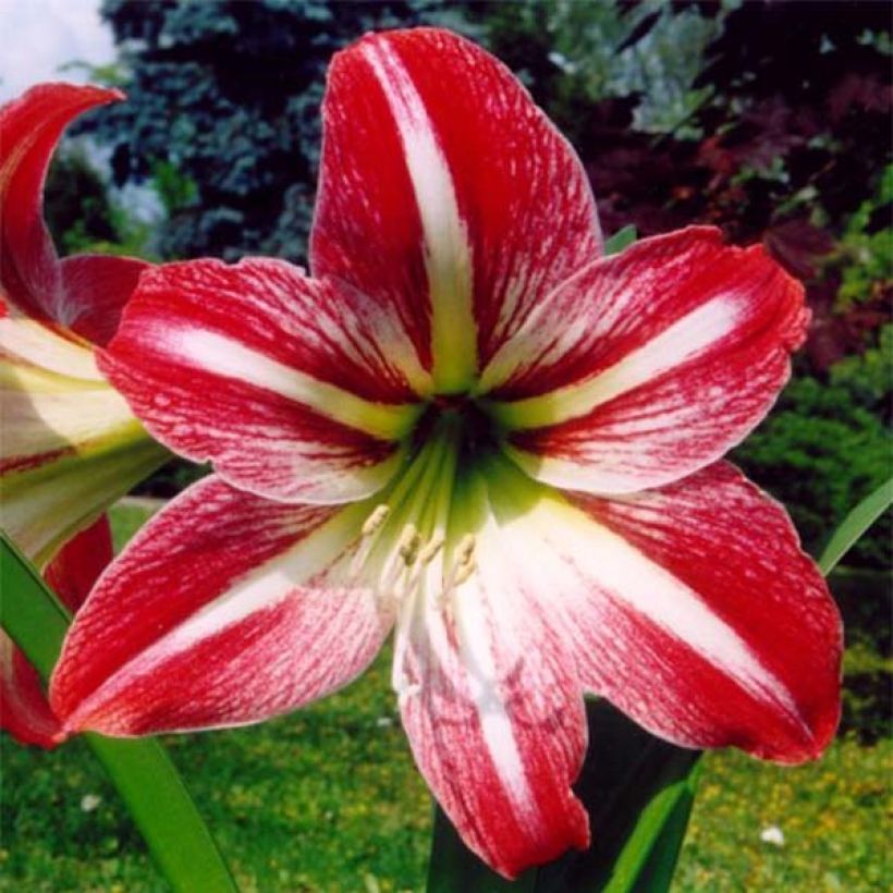 Amaryllis Tres Chic (Flowering)