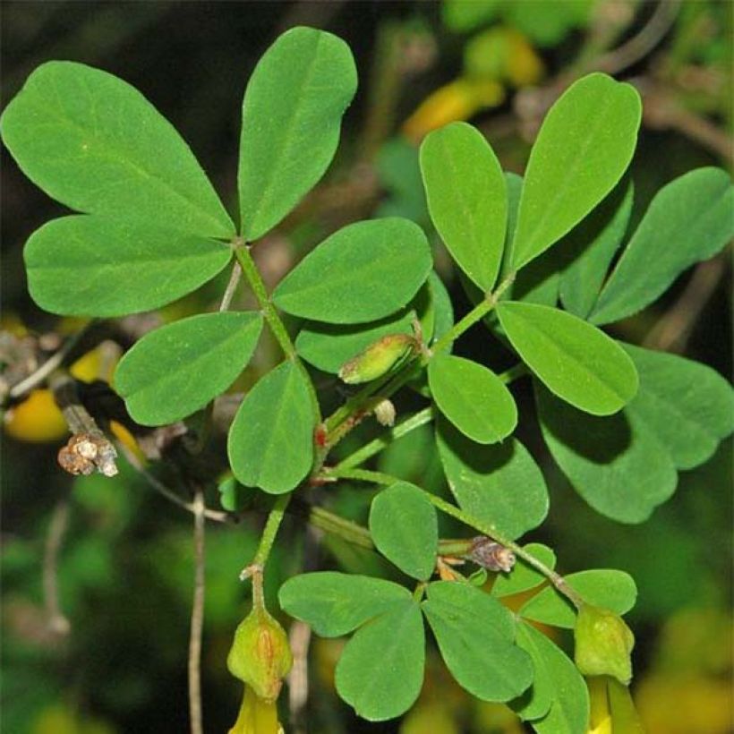 Coronilla emerus (Hippocrepis) - Coronille des jardins (Foliage)