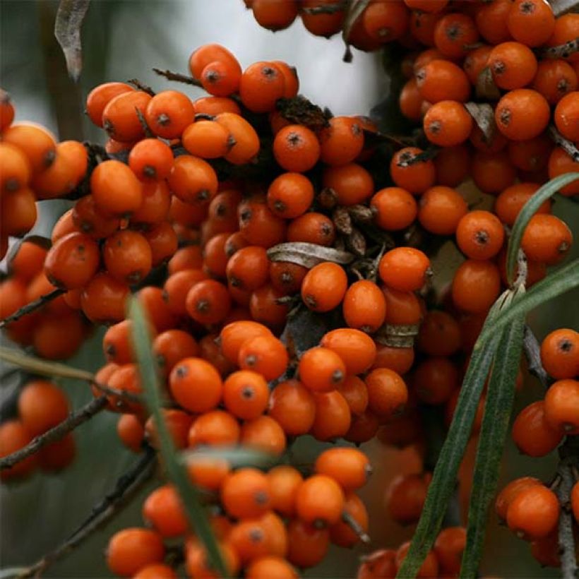 Hippophae rhamnoides Friesdorfer Orange - Argousier (Harvest)