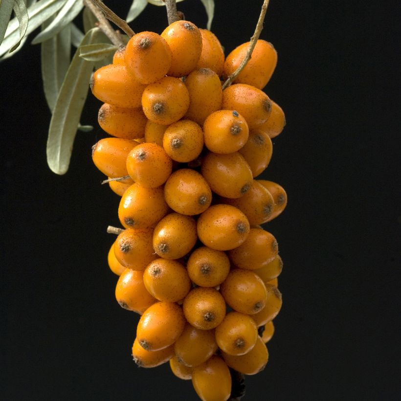 Hippophae rhamnoides Leikora - Argousier femelle (Harvest)