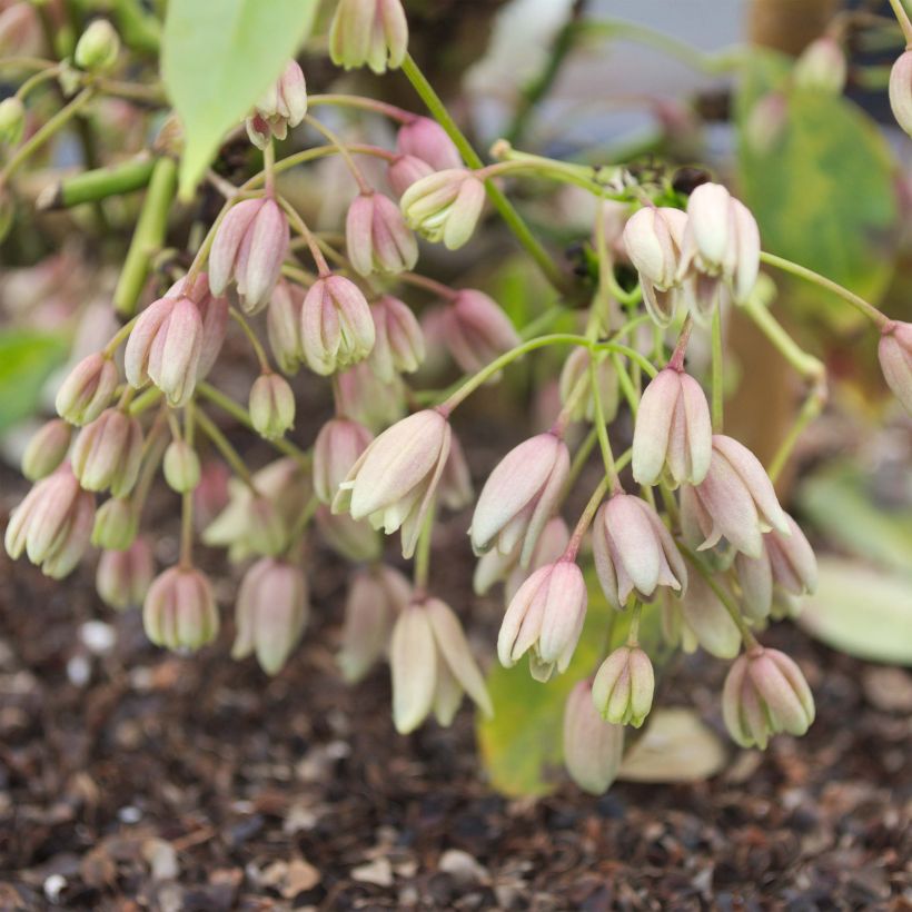 Holboellia traversii (Flowering)