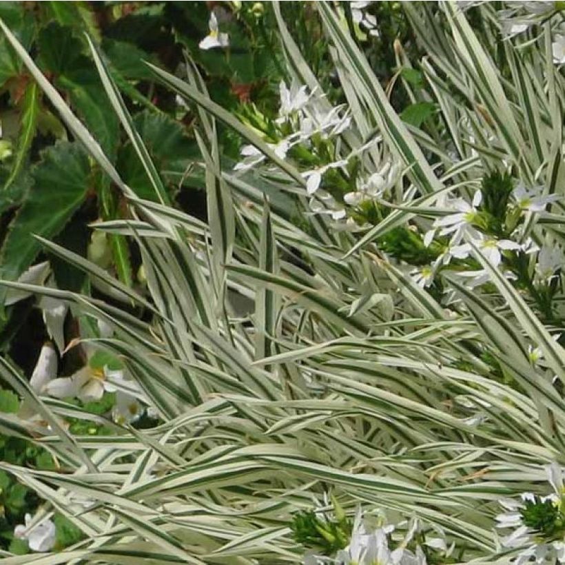 Holcus mollis Albovariegatus (Foliage)