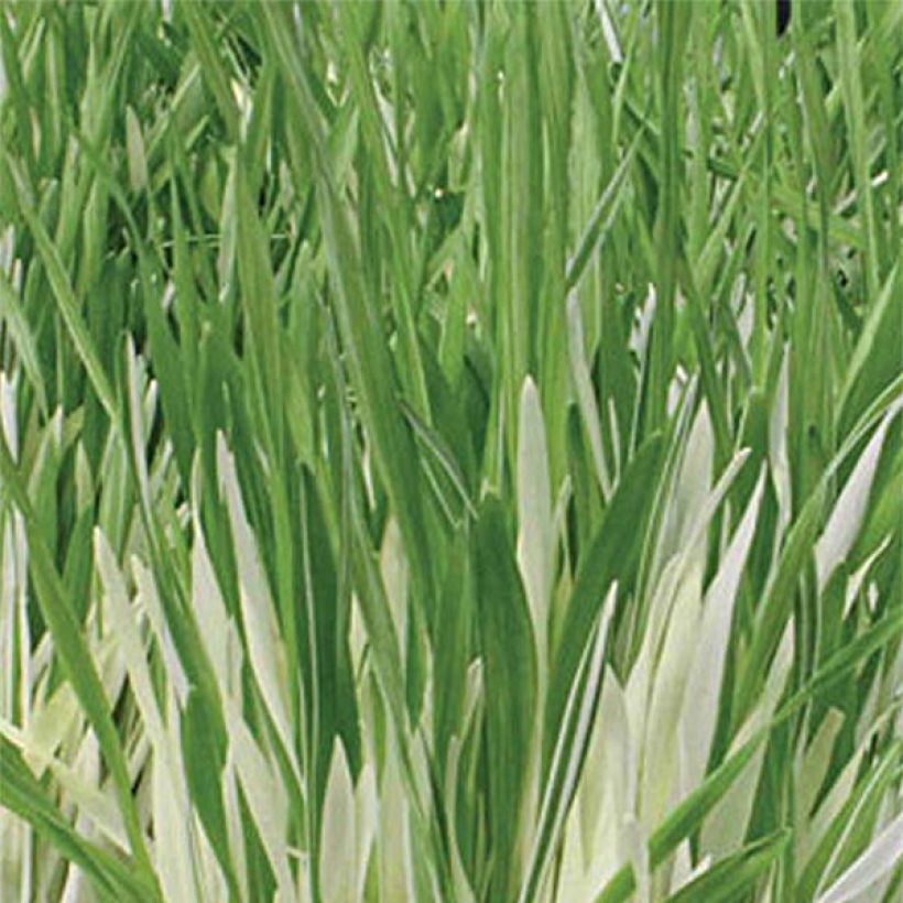 Graines d’Herbe à chat panachée - Hordeum vulgare Variegata (Foliage)