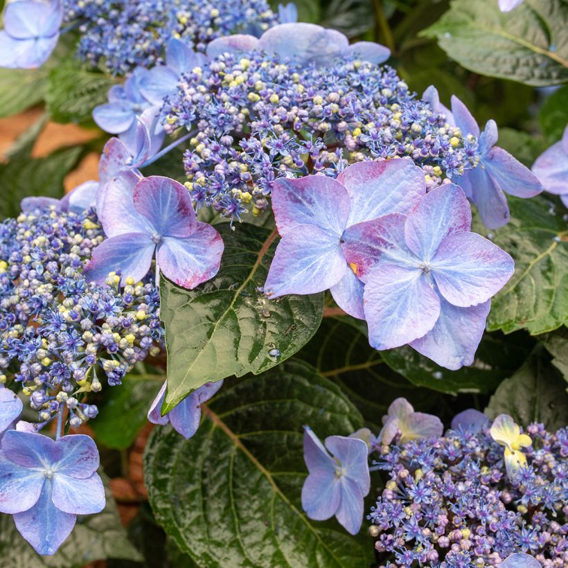 Hortensia - Hydrangea Endless Summer Pop Star (rose) (Flowering)