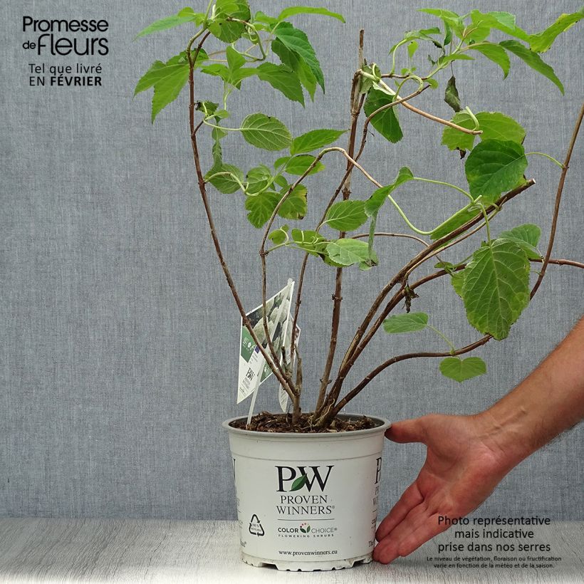 Example of Hortensia arborescens Strong Annabelle ( Incrediball ) Pot de 2L/3L, Buisson as you get in automne