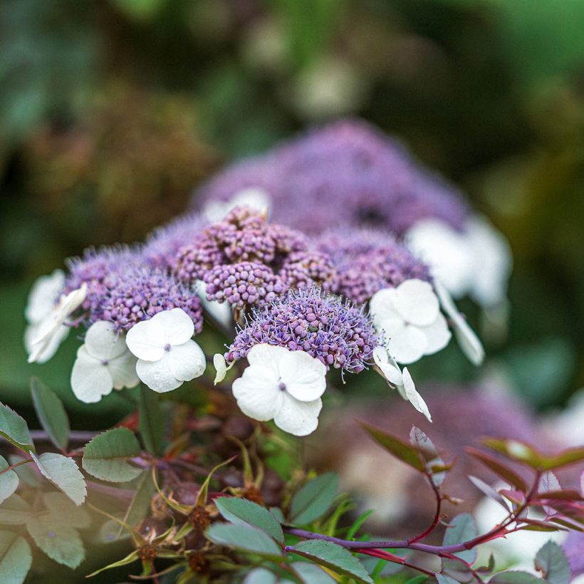Hortensia - Hydrangea aspera Macrophylla  (Flowering)