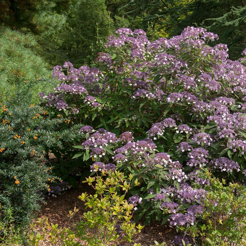 Hortensia - Hydrangea aspera villosa Velvet & Lace (Plant habit)
