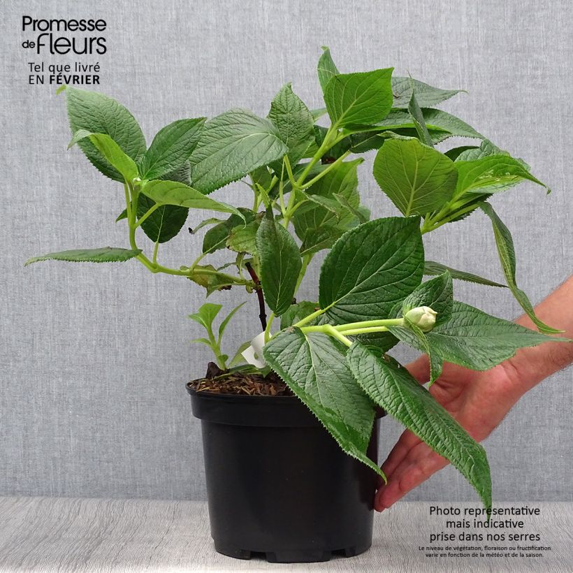 Example of Hortensia - Hydrangea involucrata Yoraku Tama Pot de 4L/5L as you get in automne