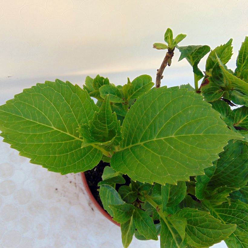 Hortensia - Hydrangea macrophylla Baron Pourpre (Foliage)