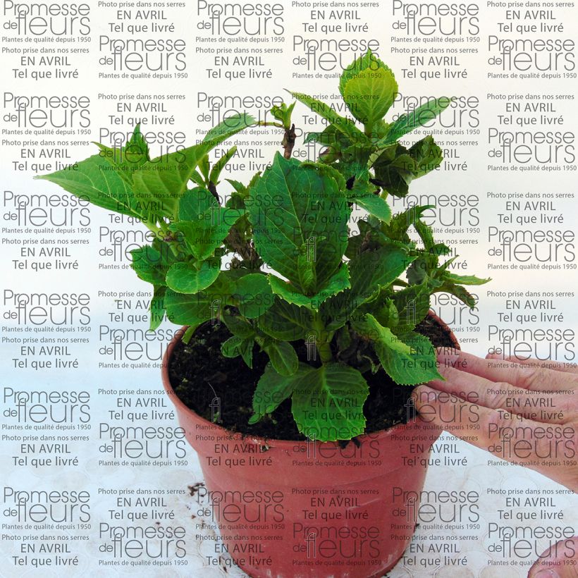 Example of Hortensia - Hydrangea macrophylla Baron Pourpre Pot de 2L/3L, Buisson as you get