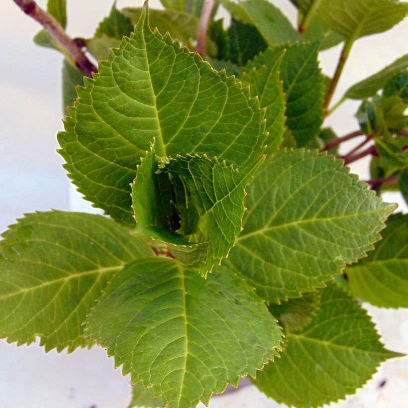 Hortensia - Hydrangea macrophylla Beauté Vendômoise (Foliage)