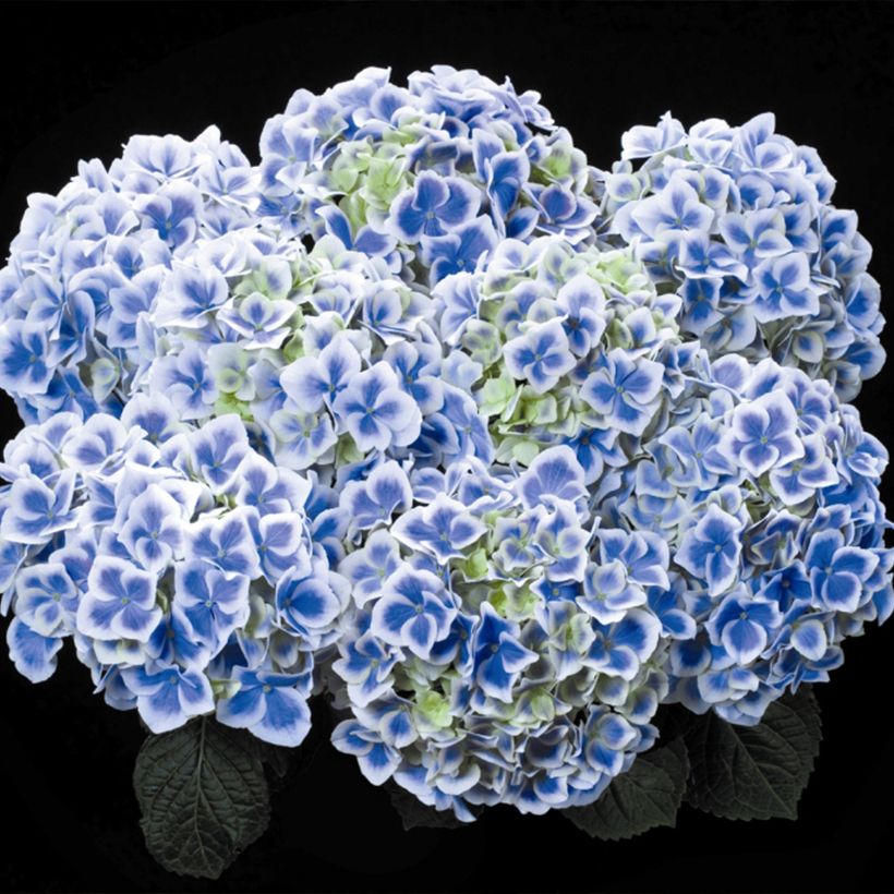 Hortensia - Hydrangea macrophylla Beautensia Dali  (Flowering)