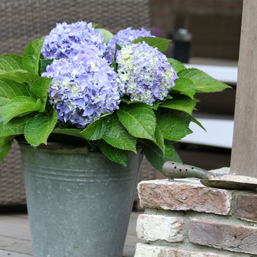 Hortensia - Hydrangea macrophylla Beautensia Spike (Plant habit)