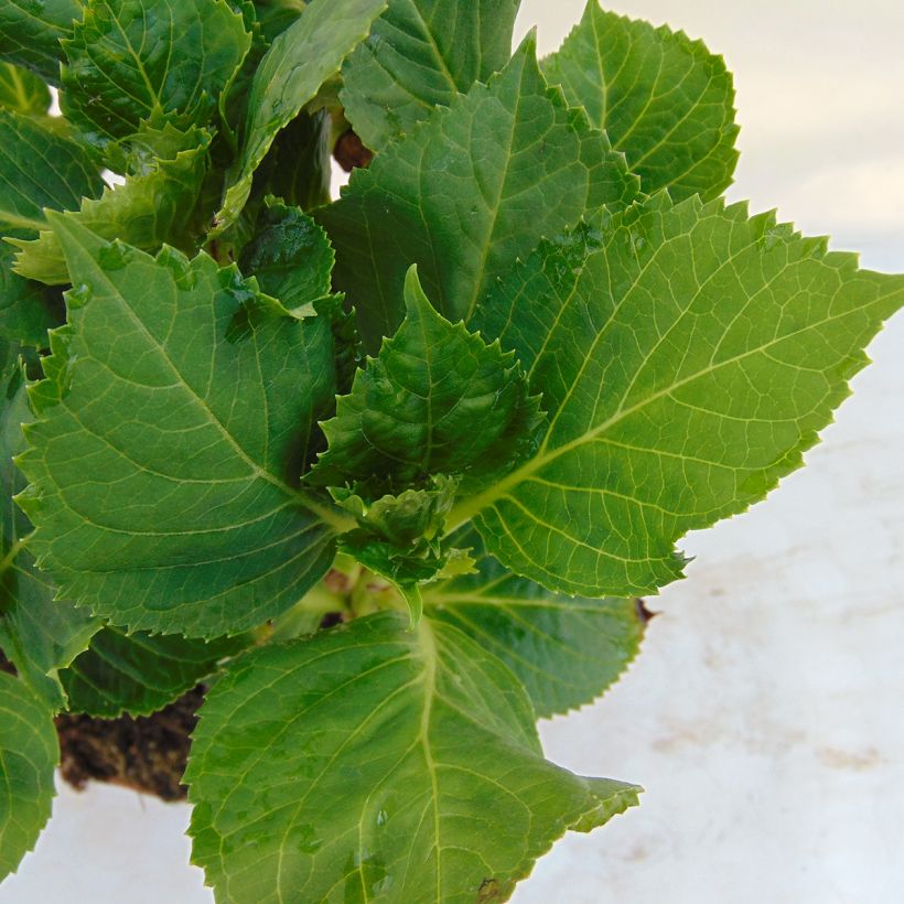 Hortensia - Hydrangea macrophylla Bela (Foliage)
