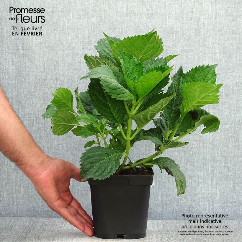 Example of Hortensia - Hydrangea macrophylla Benelux (bleu) Pot de 2L/3L, Buisson as you get in automne