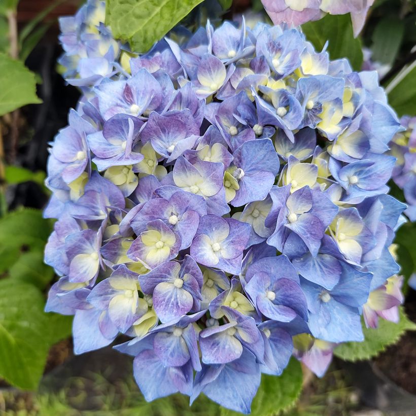 Hortensia - Hydrangea macrophylla Black Steel Purple (Flowering)