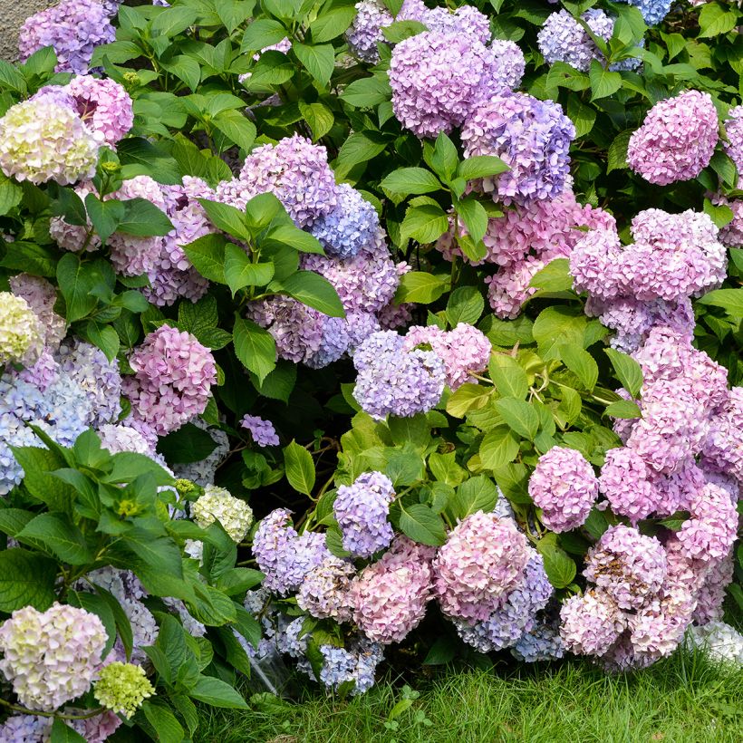 Hortensia - Hydrangea macrophylla Bodensee (Plant habit)