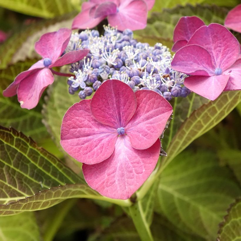 Hortensia - Hydrangea macrophylla Dark Angel Purple (Black Diamonds) (Flowering)