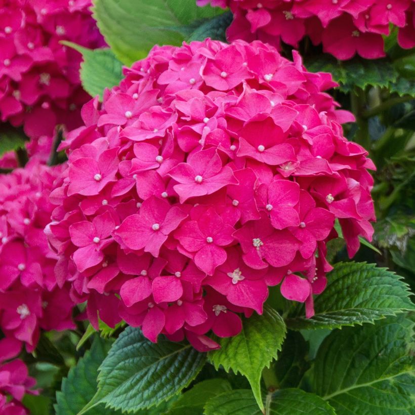 Hortensia macrophylla Eughen Hahn (Flowering)