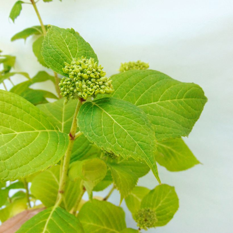 Hortensia - Hydrangea macrophylla Generale Vicomtesse de Vibraye (Foliage)