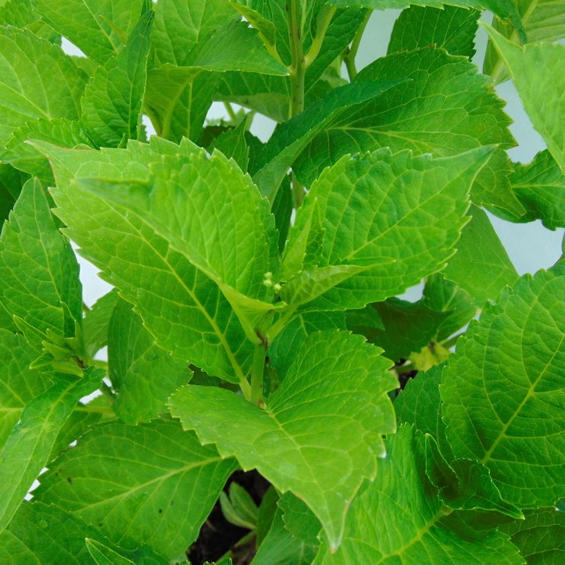 Hortensia - Hydrangea macrophylla Green Shadow (Foliage)
