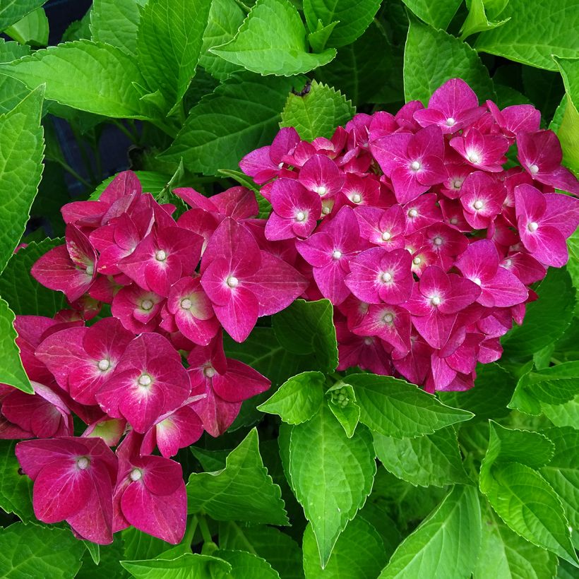 Hortensia - Hydrangea macrophylla Green Shadow (Flowering)