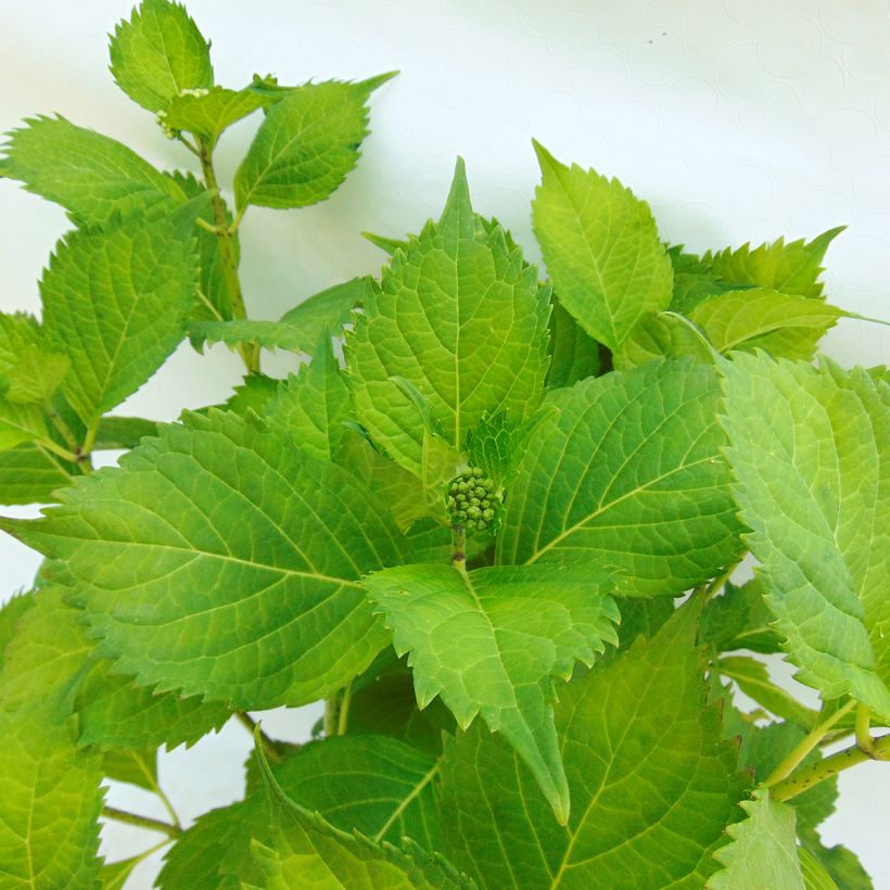 Hortensia - Hydrangea macrophylla Hambourg (Foliage)