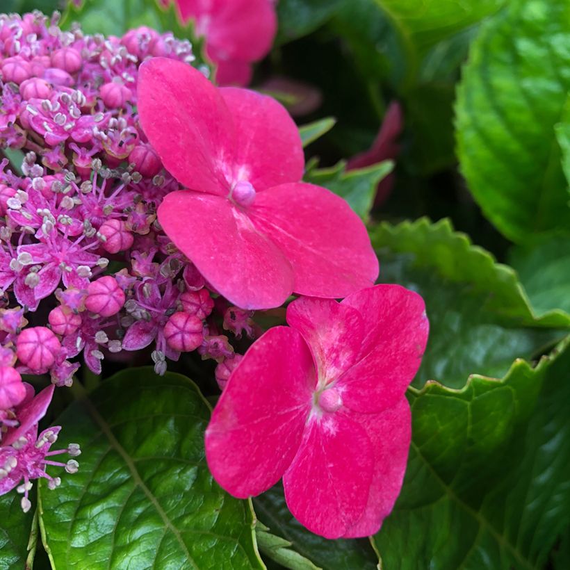 Hortensia - Hydrangea macrophylla Kardinal (Flowering)