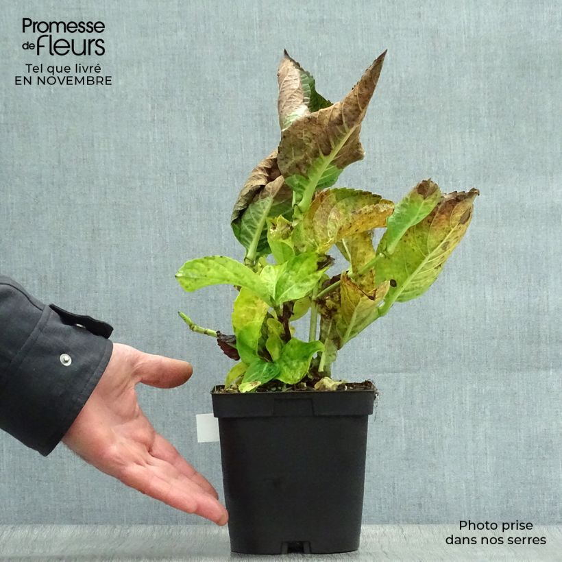 Example of Hortensia - Hydrangea macrophylla Kazan Pot de 2L/3L as you get in automne